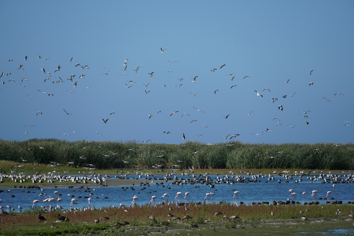 Lesser Flamingo - Sarah Foote