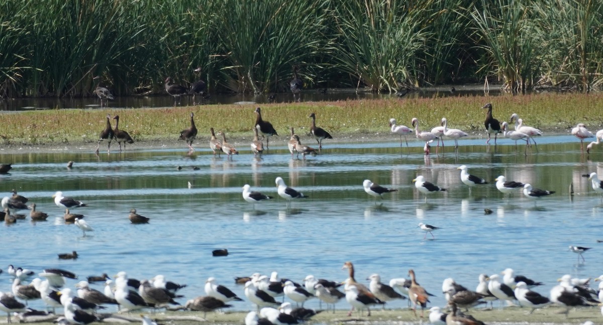 Spur-winged Goose - ML620873843