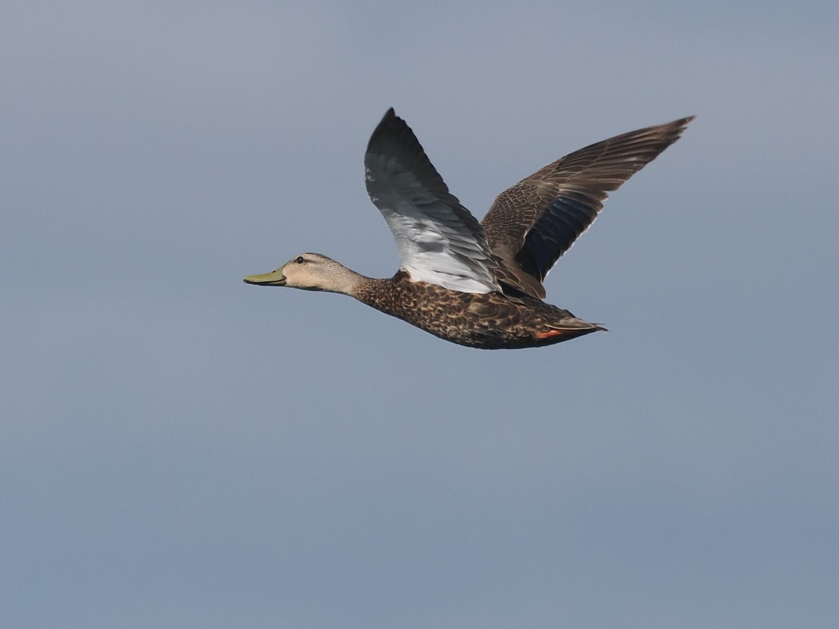 Mottled Duck - ML620873846