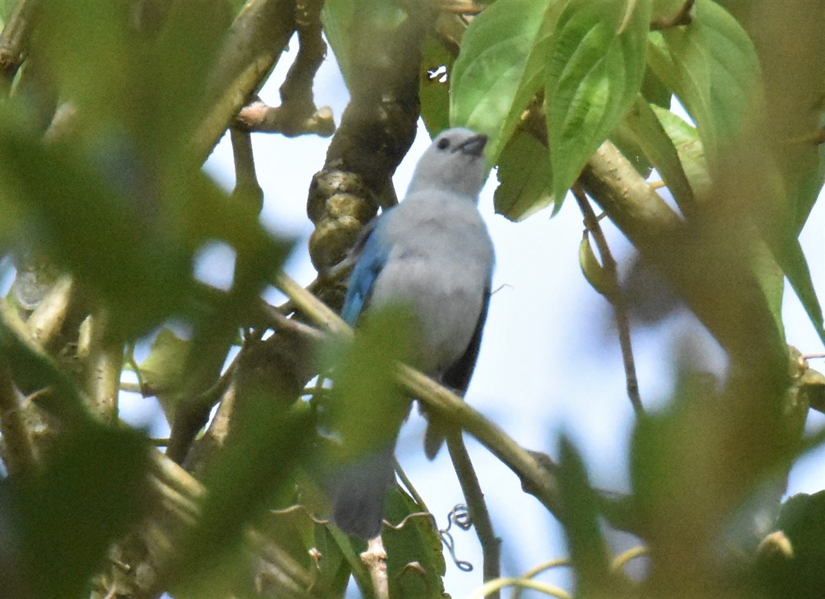 Blue-gray Tanager - ML620873850