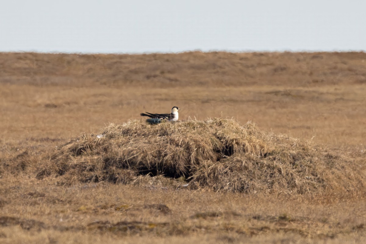 Pomarine Jaeger - Greg Bodker