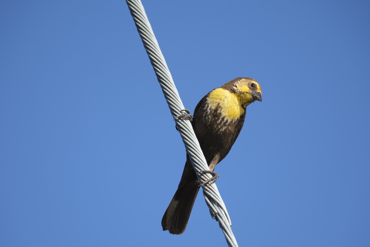 Yellow-headed Blackbird - ML620873855