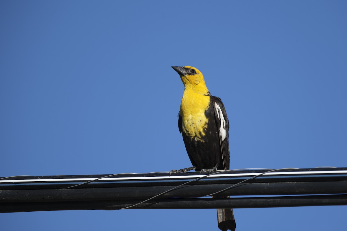 Yellow-headed Blackbird - ML620873856