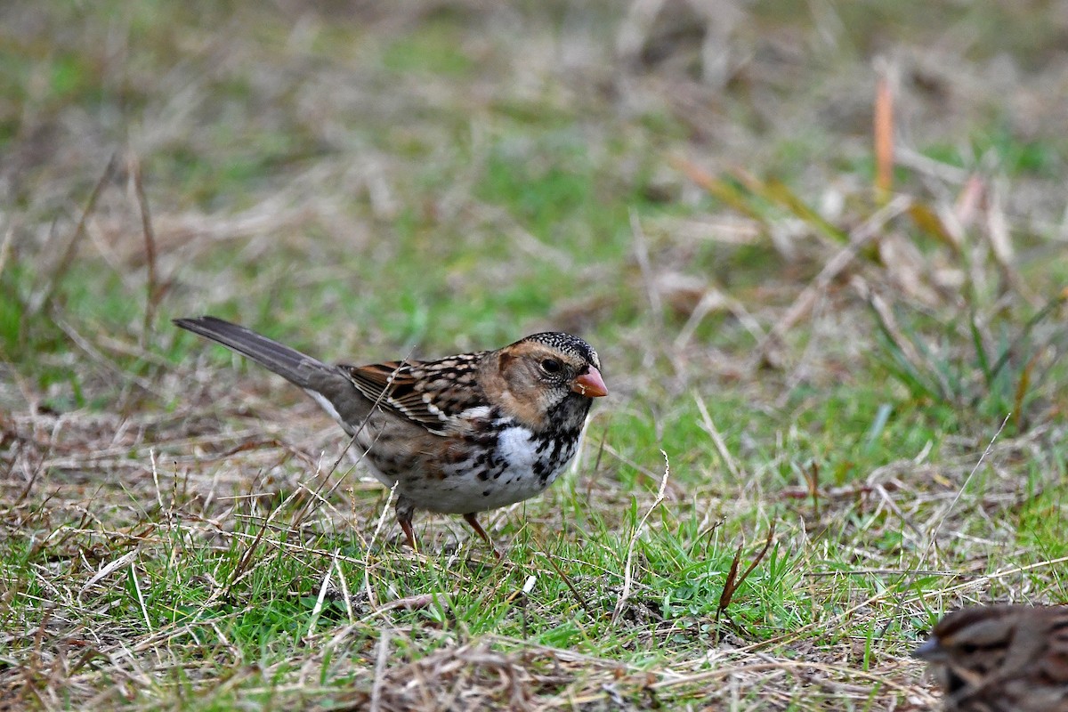 Harris's Sparrow - ML620873859