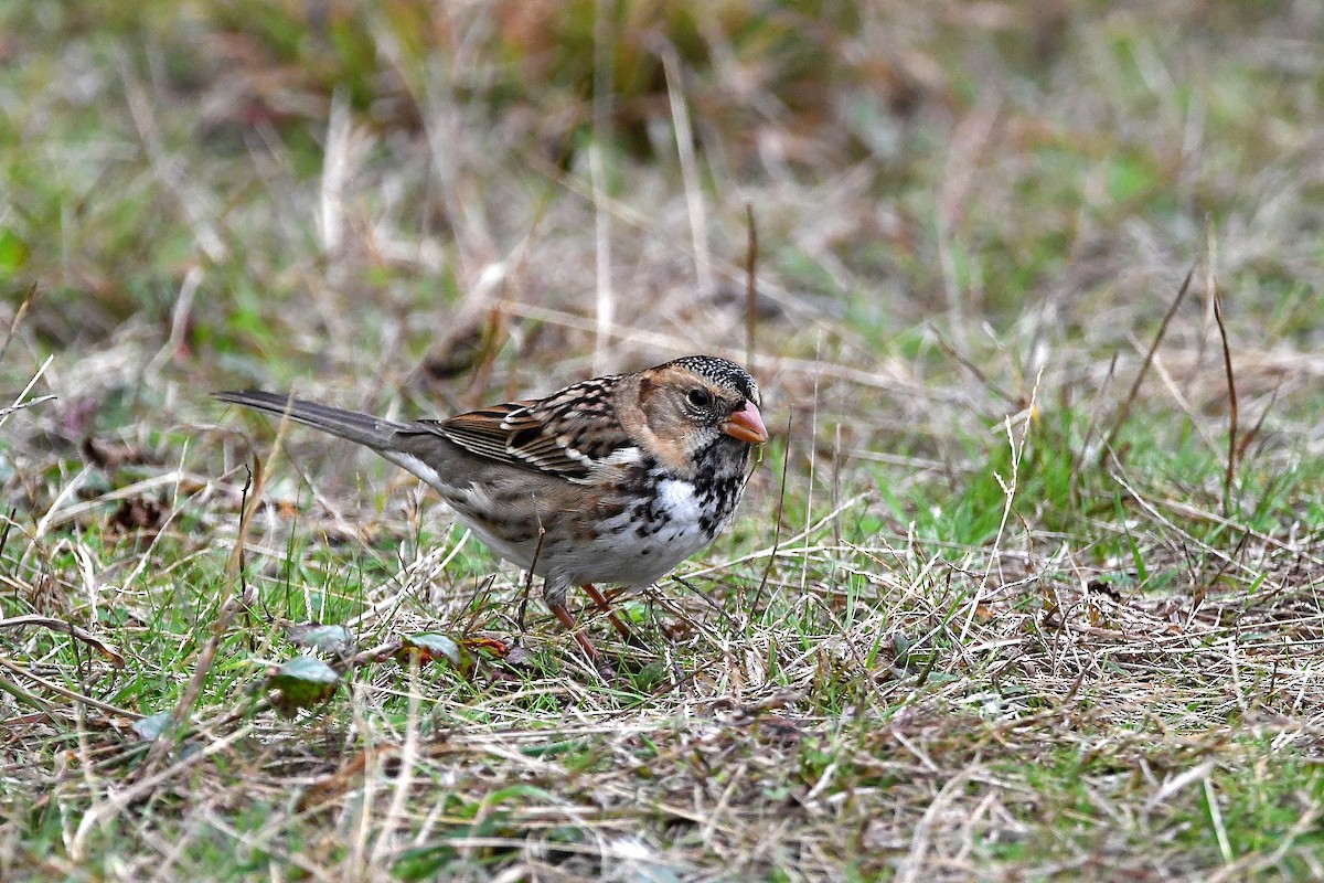 Harris's Sparrow - ML620873860