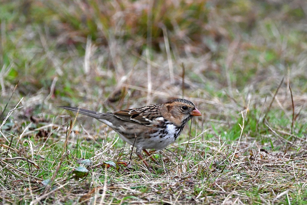 Harris's Sparrow - ML620873861