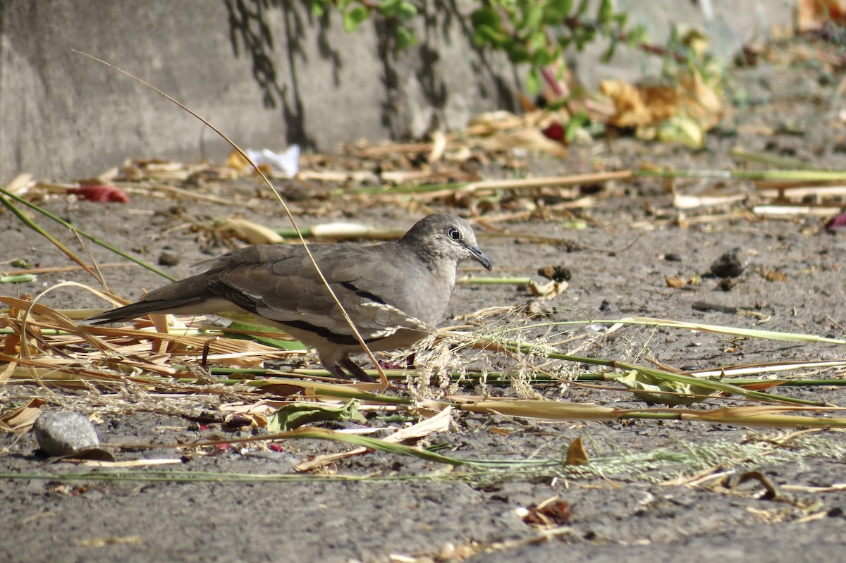 Picui Ground Dove - ML620873863