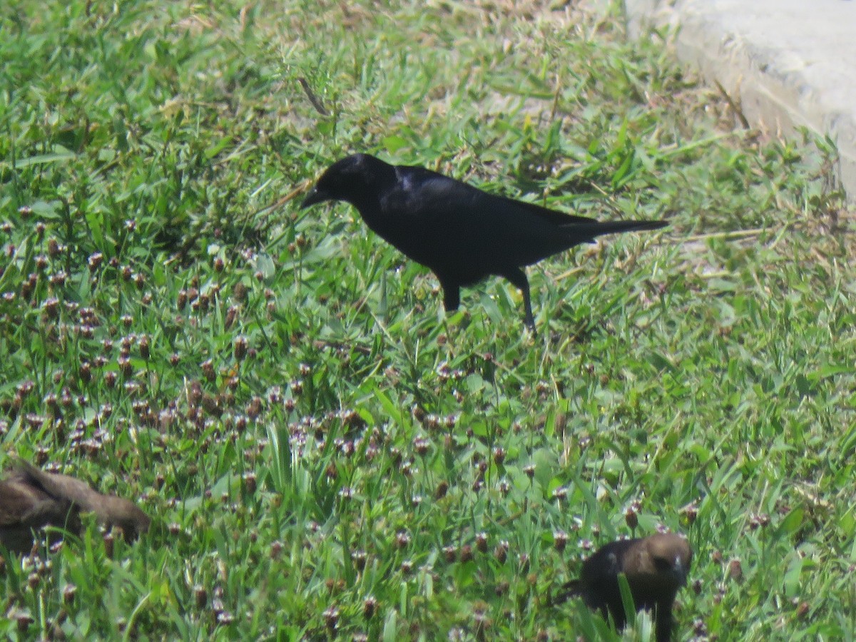 Shiny Cowbird - ML620873868