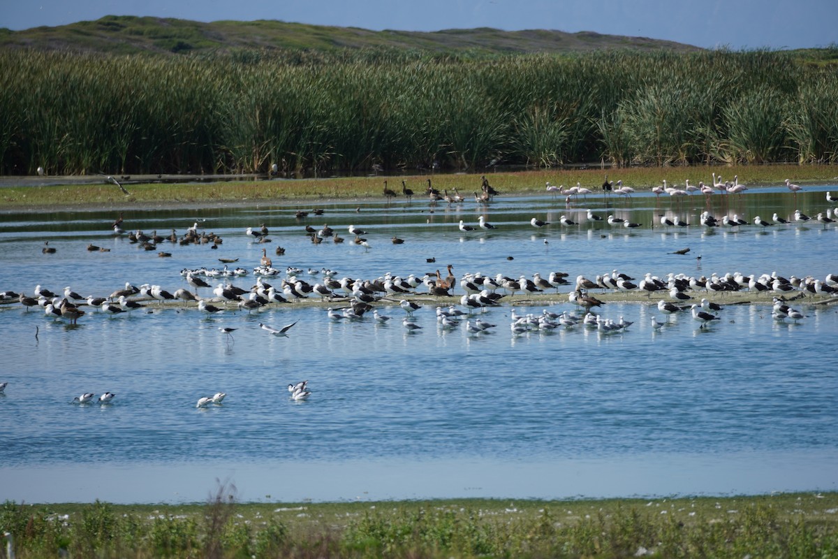 Kelp Gull - ML620873871