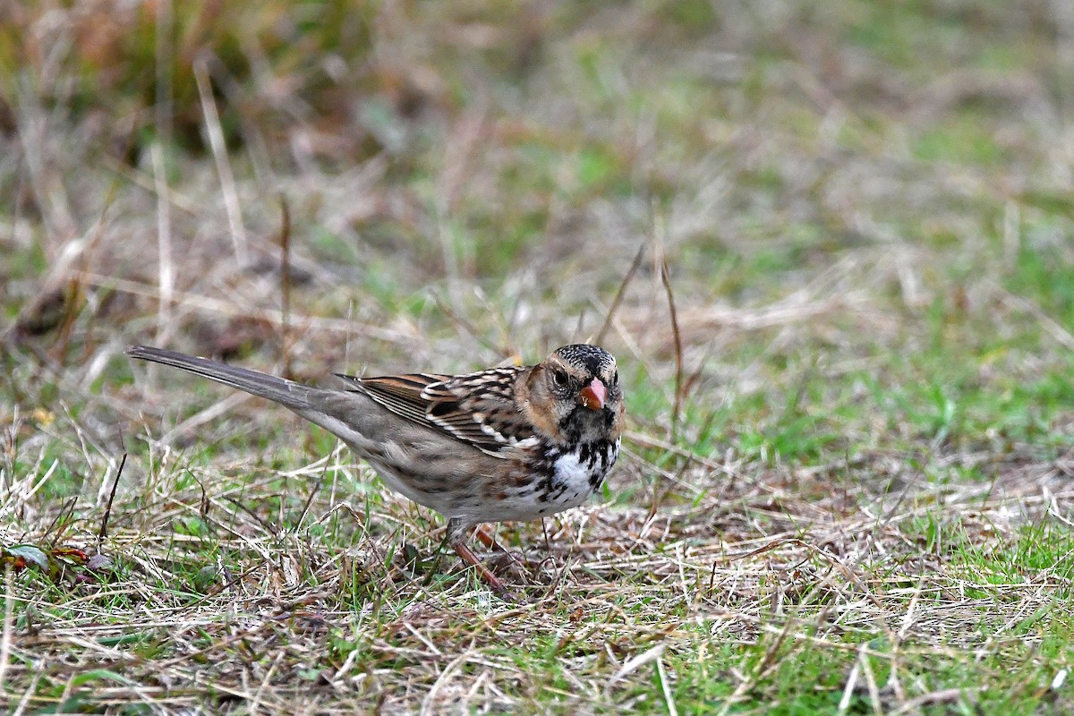 Harris's Sparrow - ML620873875