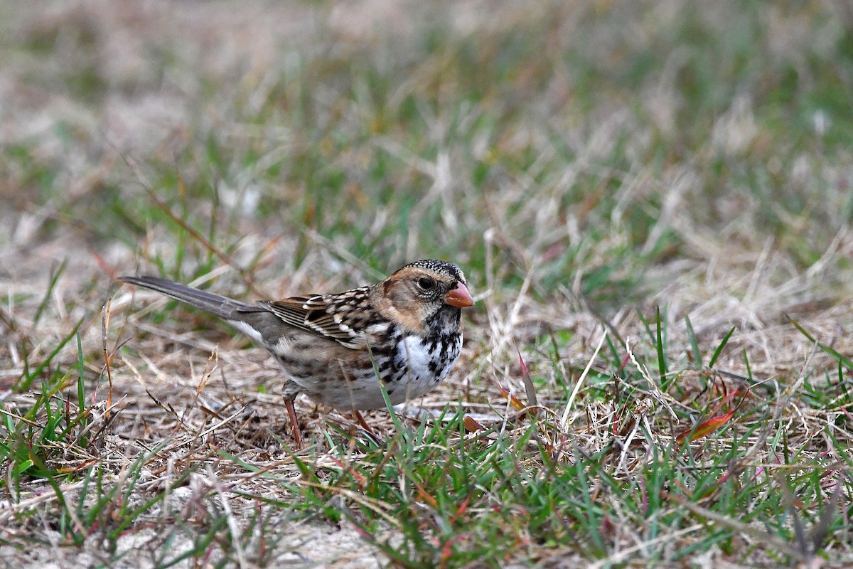 Harris's Sparrow - ML620873876