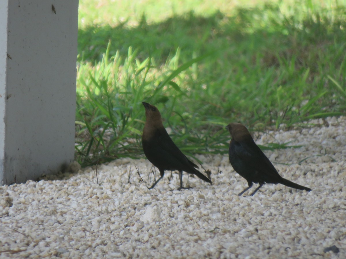 Brown-headed Cowbird - ML620873880