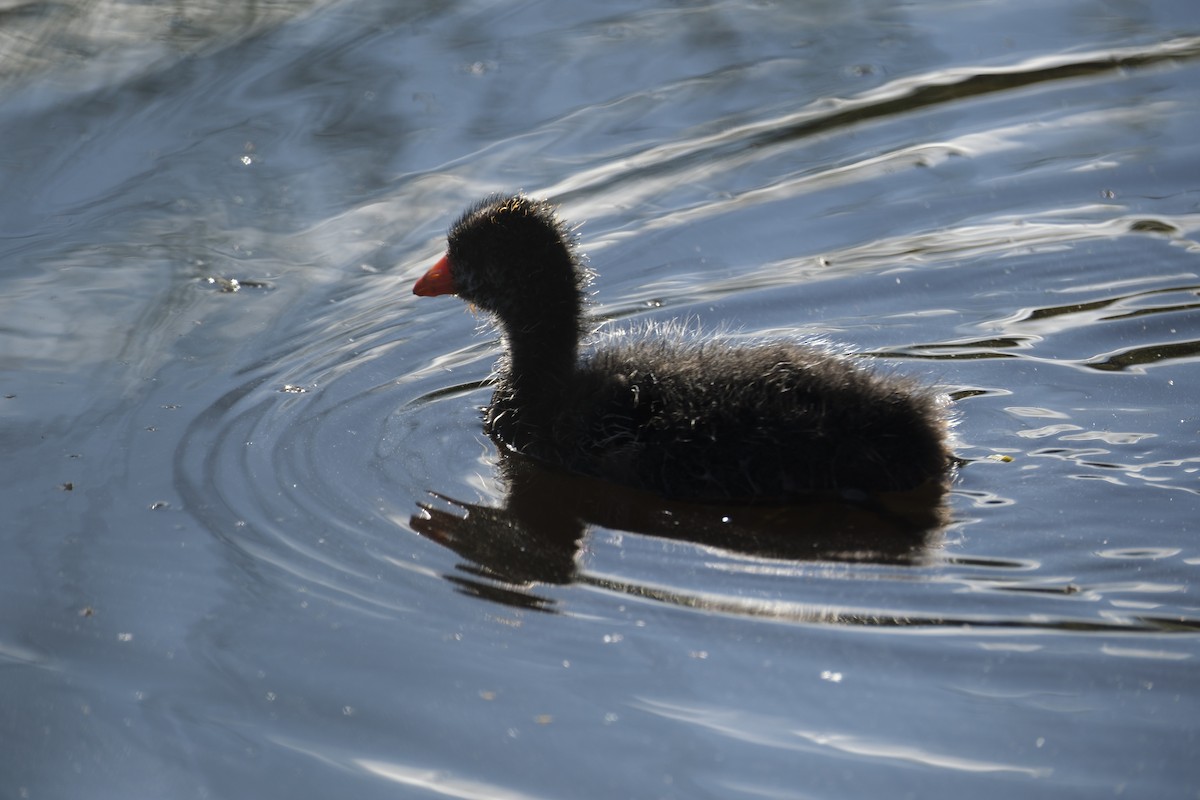 American Coot - ML620873884