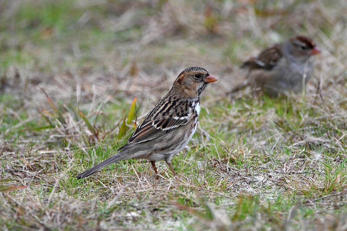 Harris's Sparrow - ML620873889