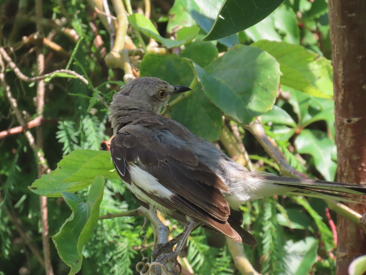 Northern Mockingbird - ML620873892