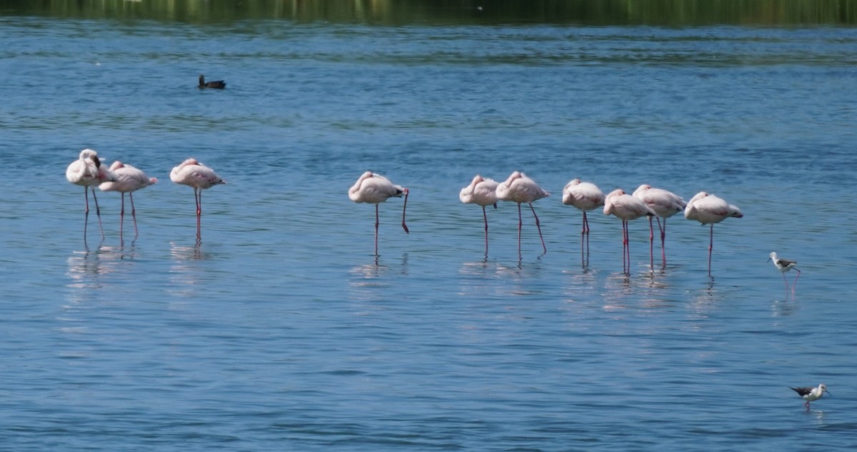 Lesser Flamingo - ML620873893