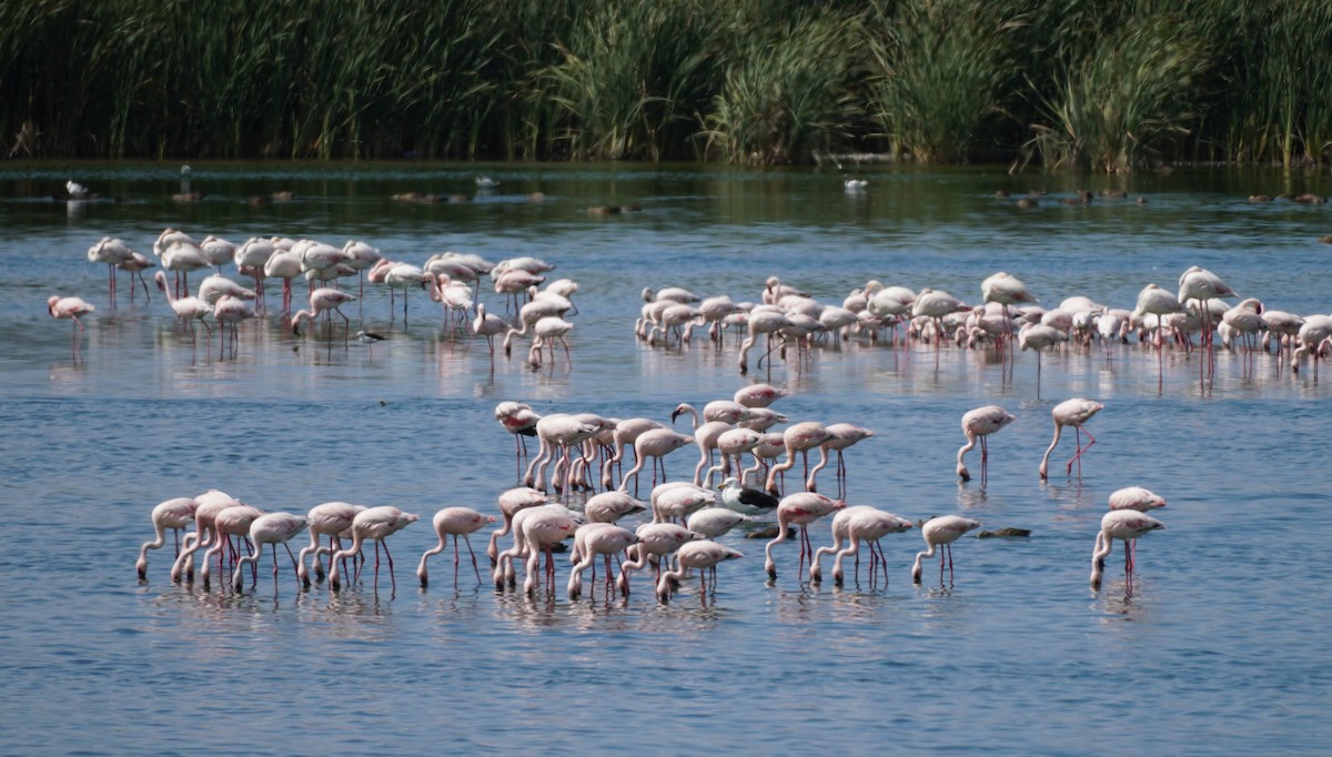 Lesser Flamingo - ML620873894