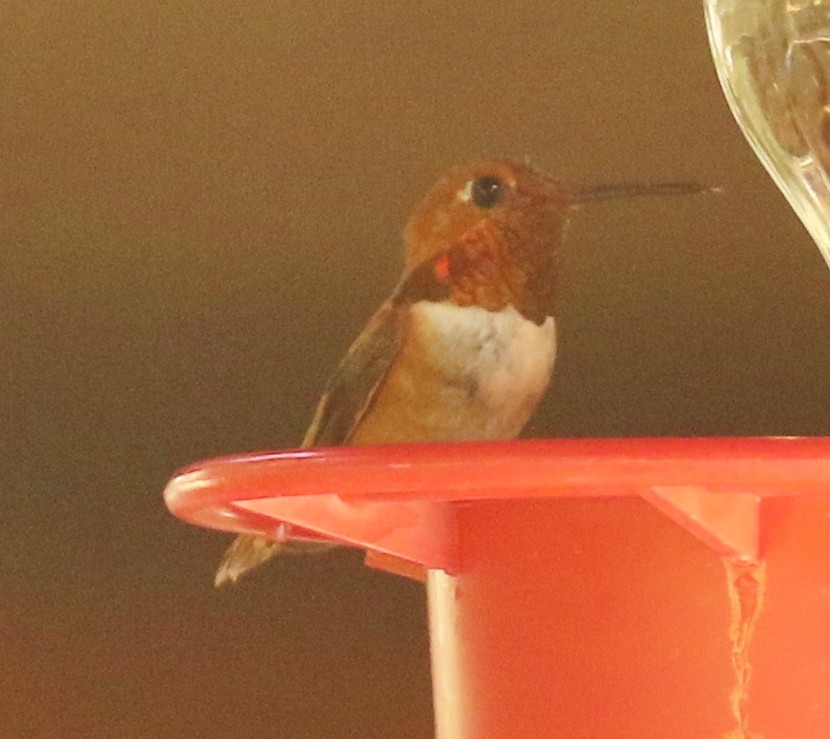 Colibrí Rufo - ML620873900