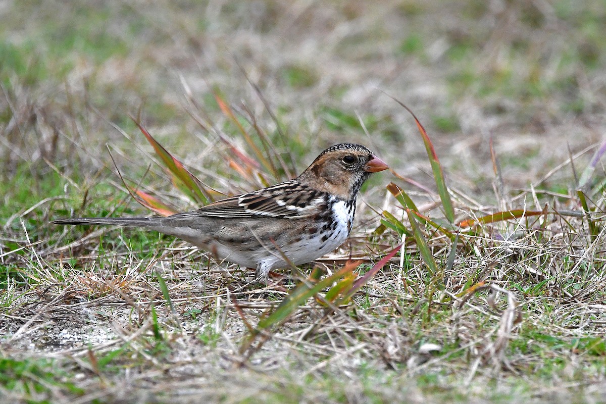 Harris's Sparrow - ML620873908