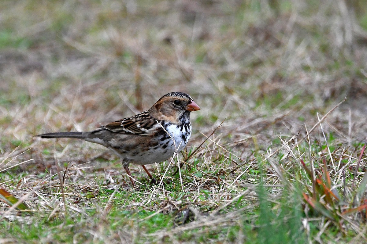 Harris's Sparrow - ML620873909