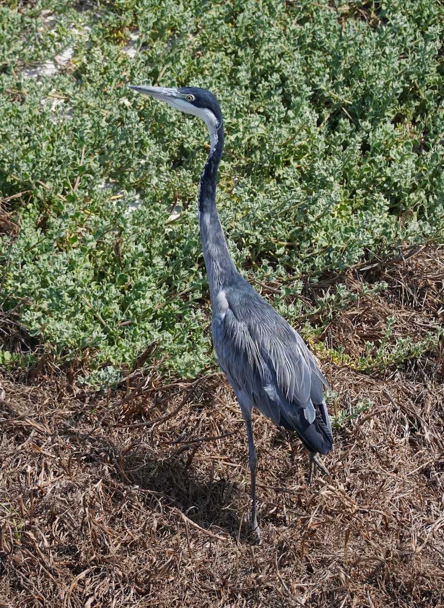 Black-headed Heron - ML620873916