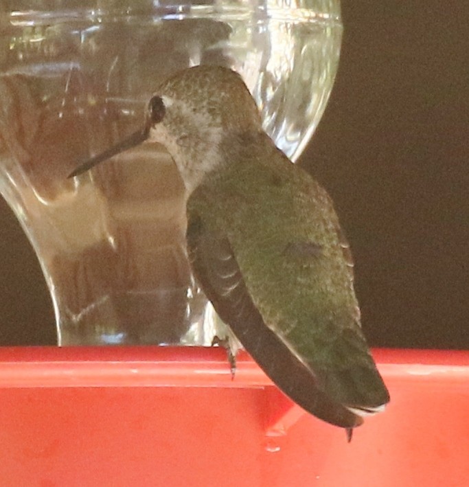 Anna's Hummingbird - ML620873928