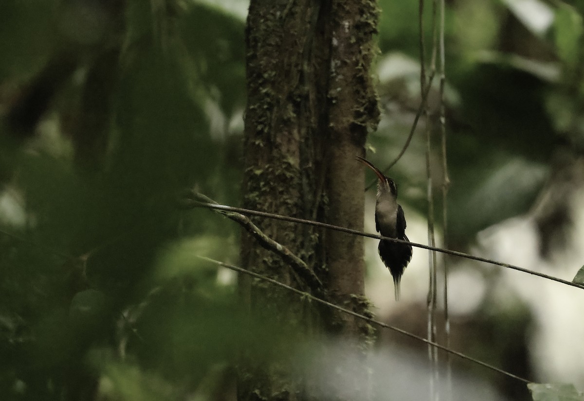 Great-billed Hermit - ML620873930