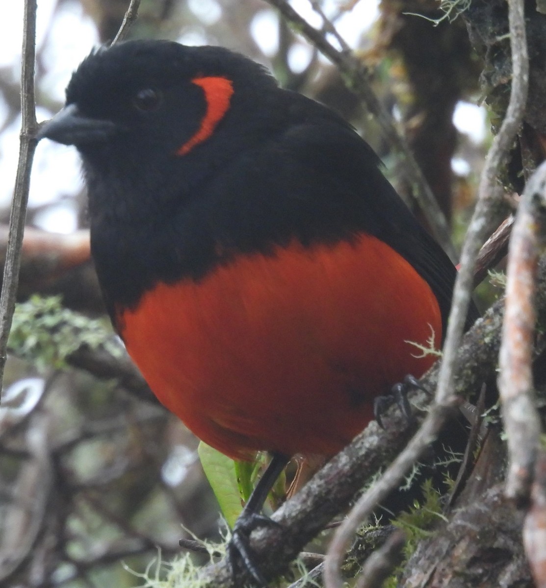 Scarlet-bellied Mountain Tanager - ML620873935