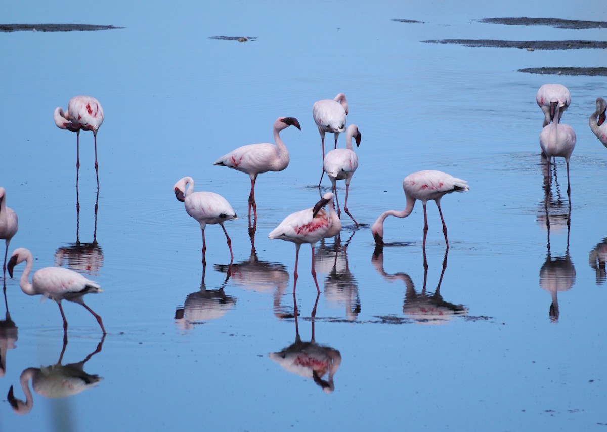 Lesser Flamingo - ML620873936