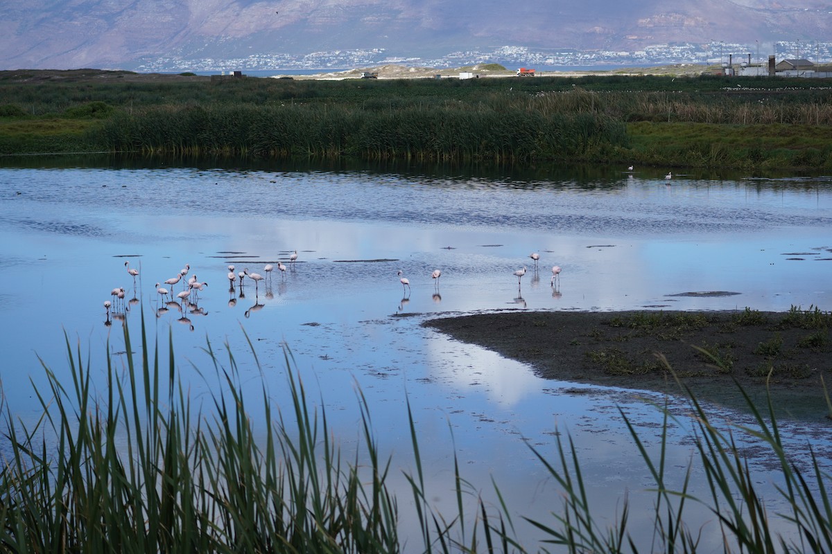 Lesser Flamingo - ML620873937