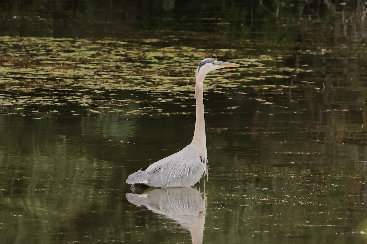 Great Blue Heron - ML620873941