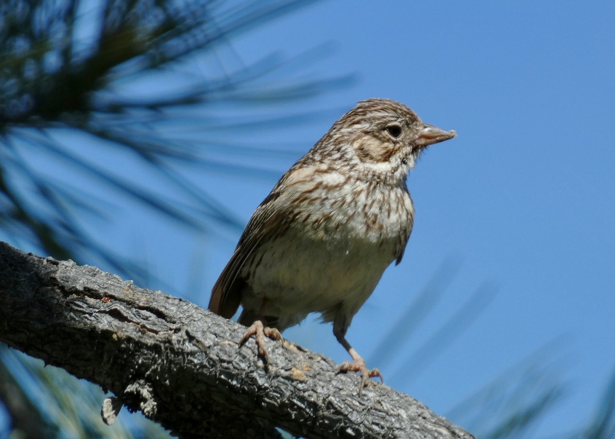 Vesper Sparrow - ML620873944