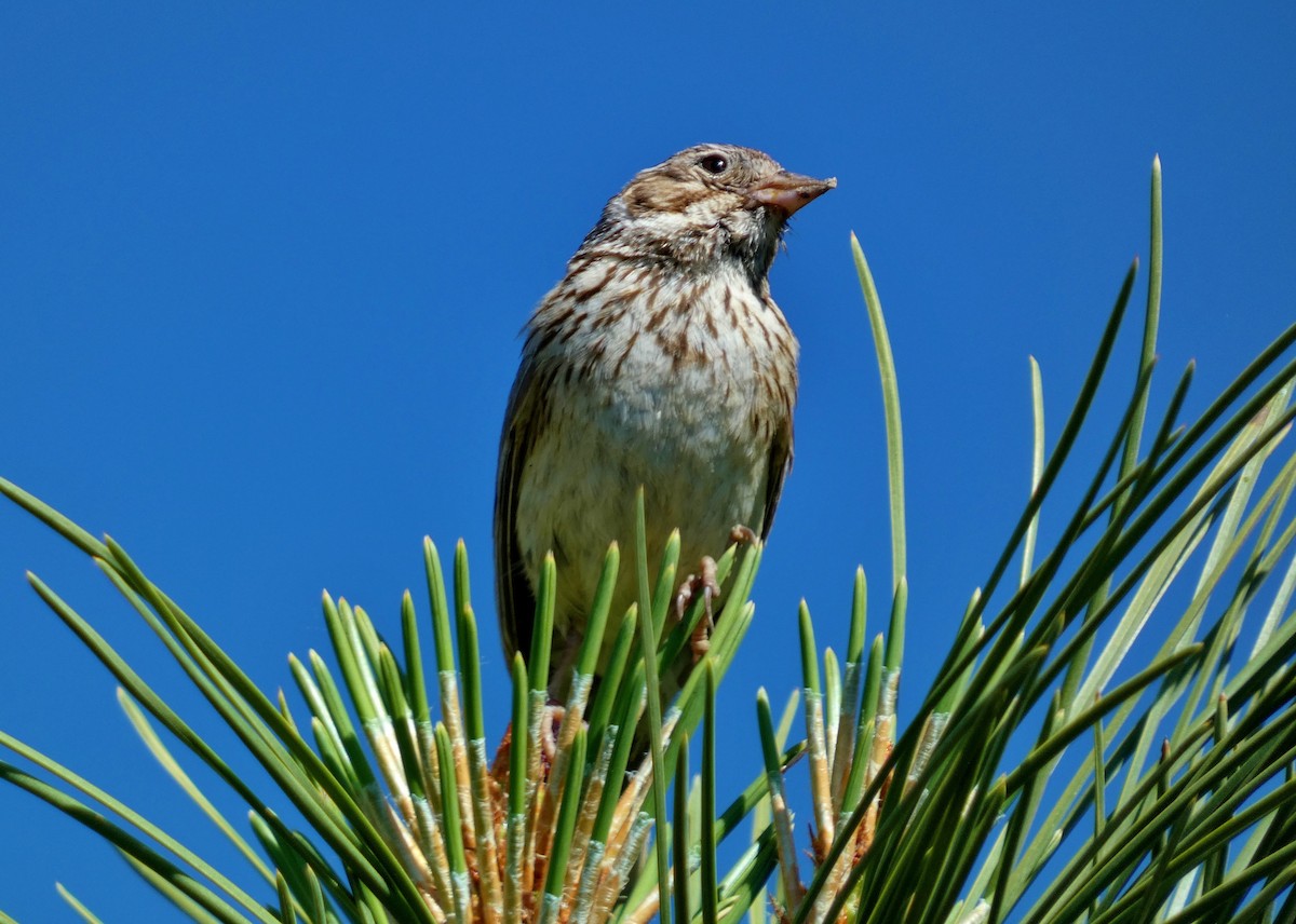 Vesper Sparrow - ML620873945