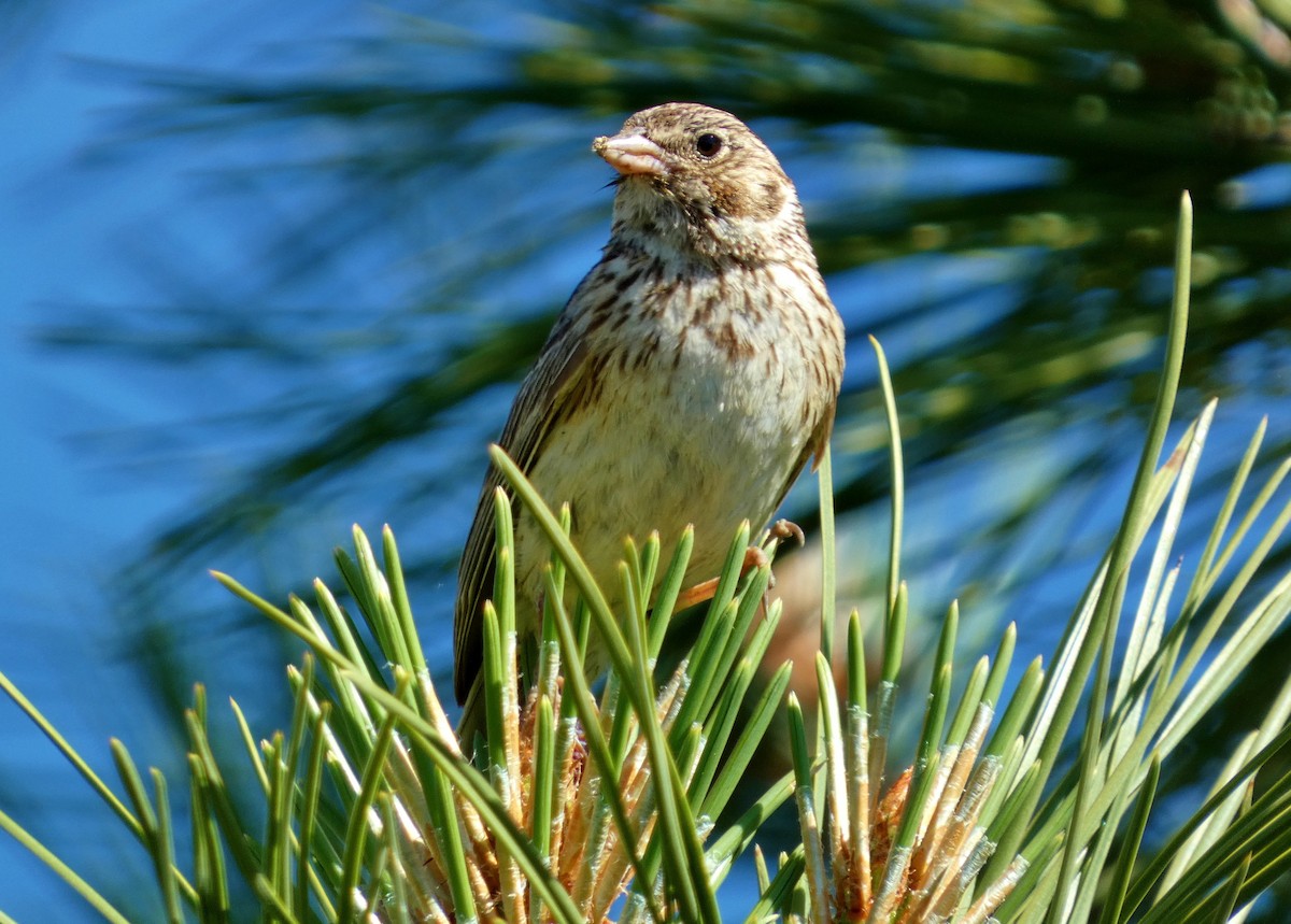 Vesper Sparrow - David Assmann