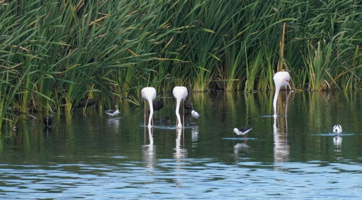 Glossy Ibis - ML620873948