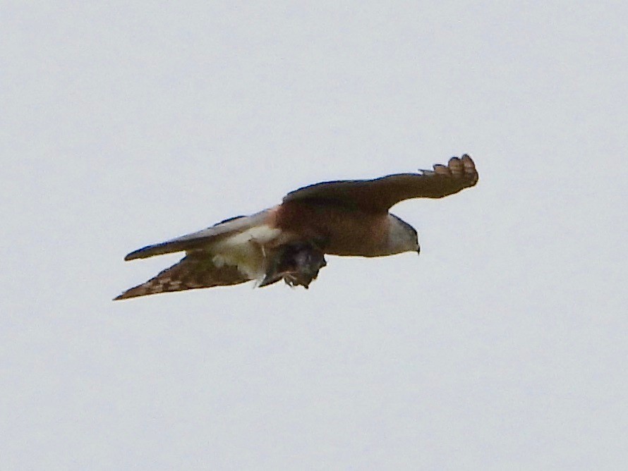 Cooper's Hawk - ML620873949