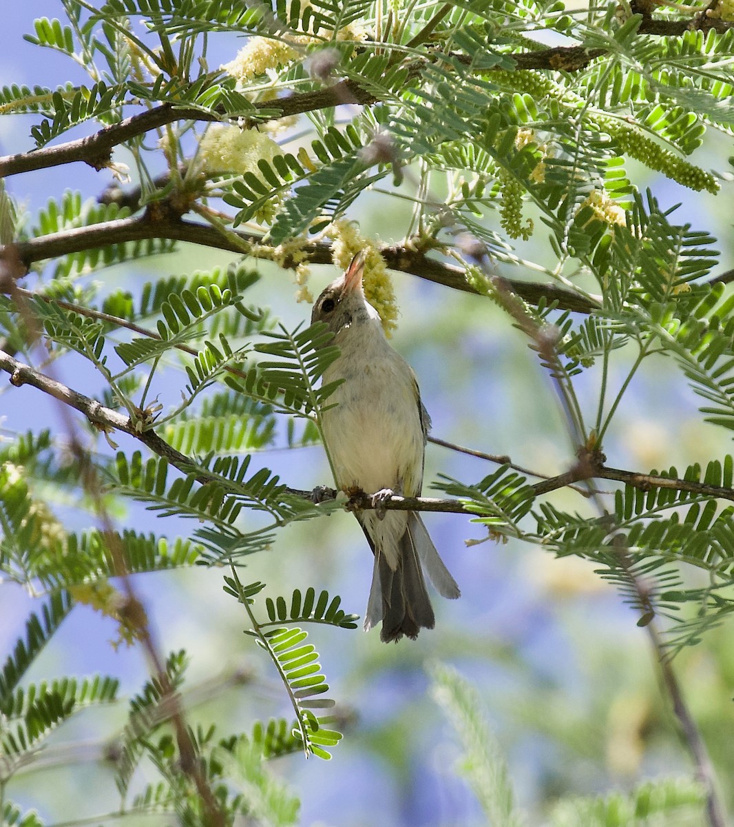 Bell's Vireo - ML620873950