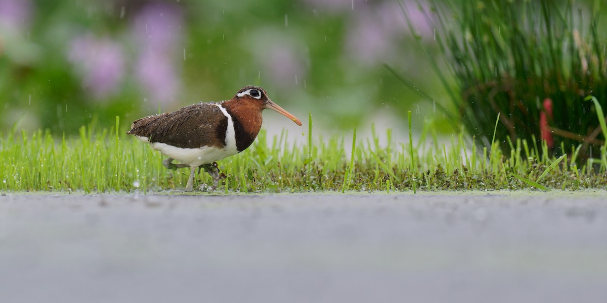 Greater Painted-Snipe - ML620873960