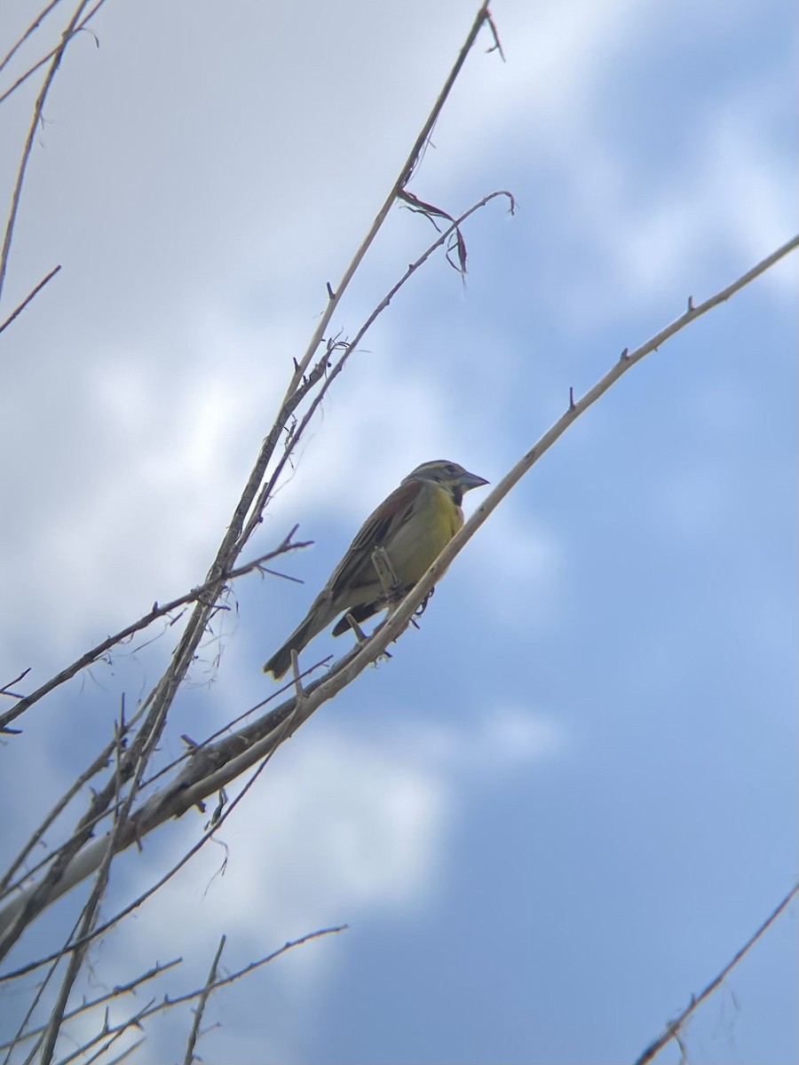 Dickcissel - James Kachline