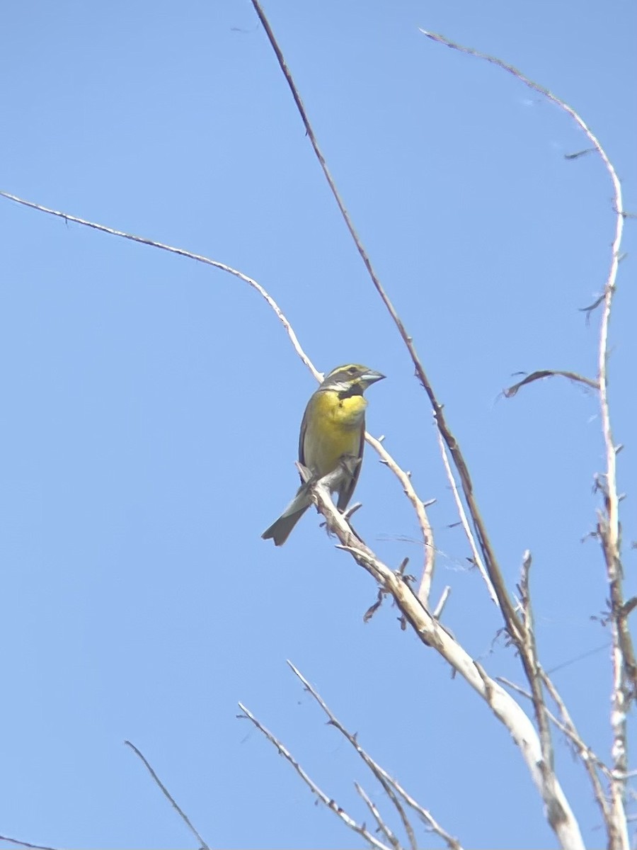 Dickcissel - ML620873972