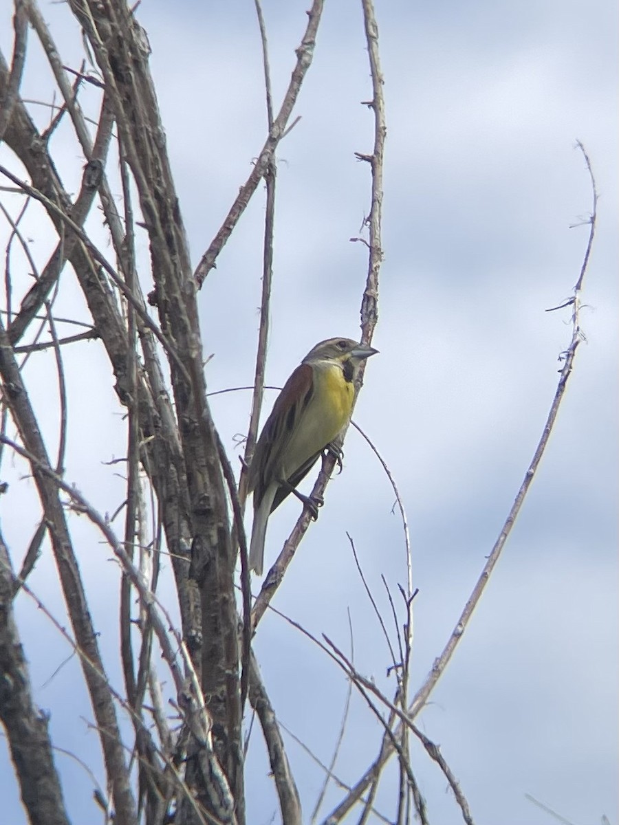 Dickcissel - ML620873974