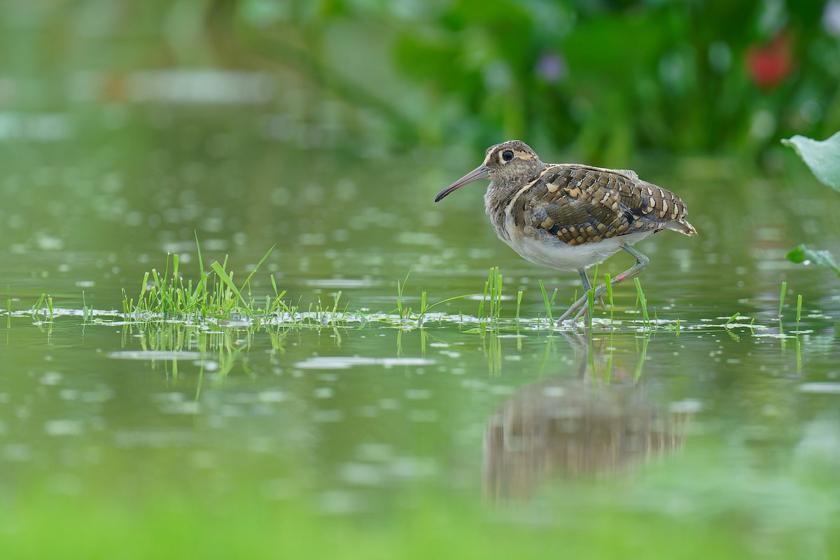 Greater Painted-Snipe - Vincent Wang