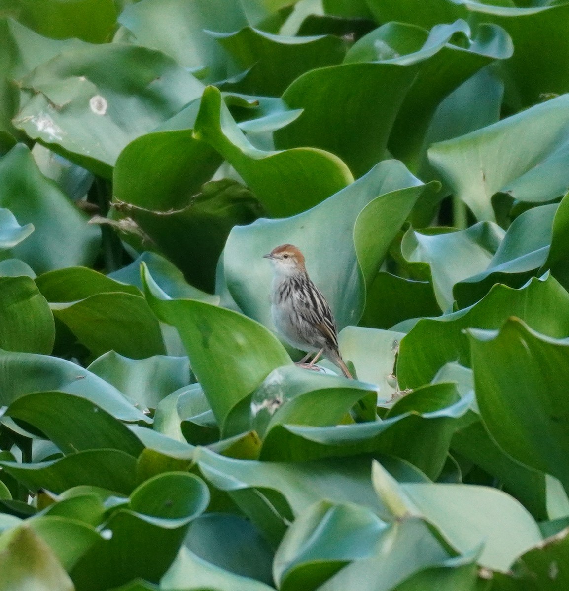 Levaillant's Cisticola - ML620873985