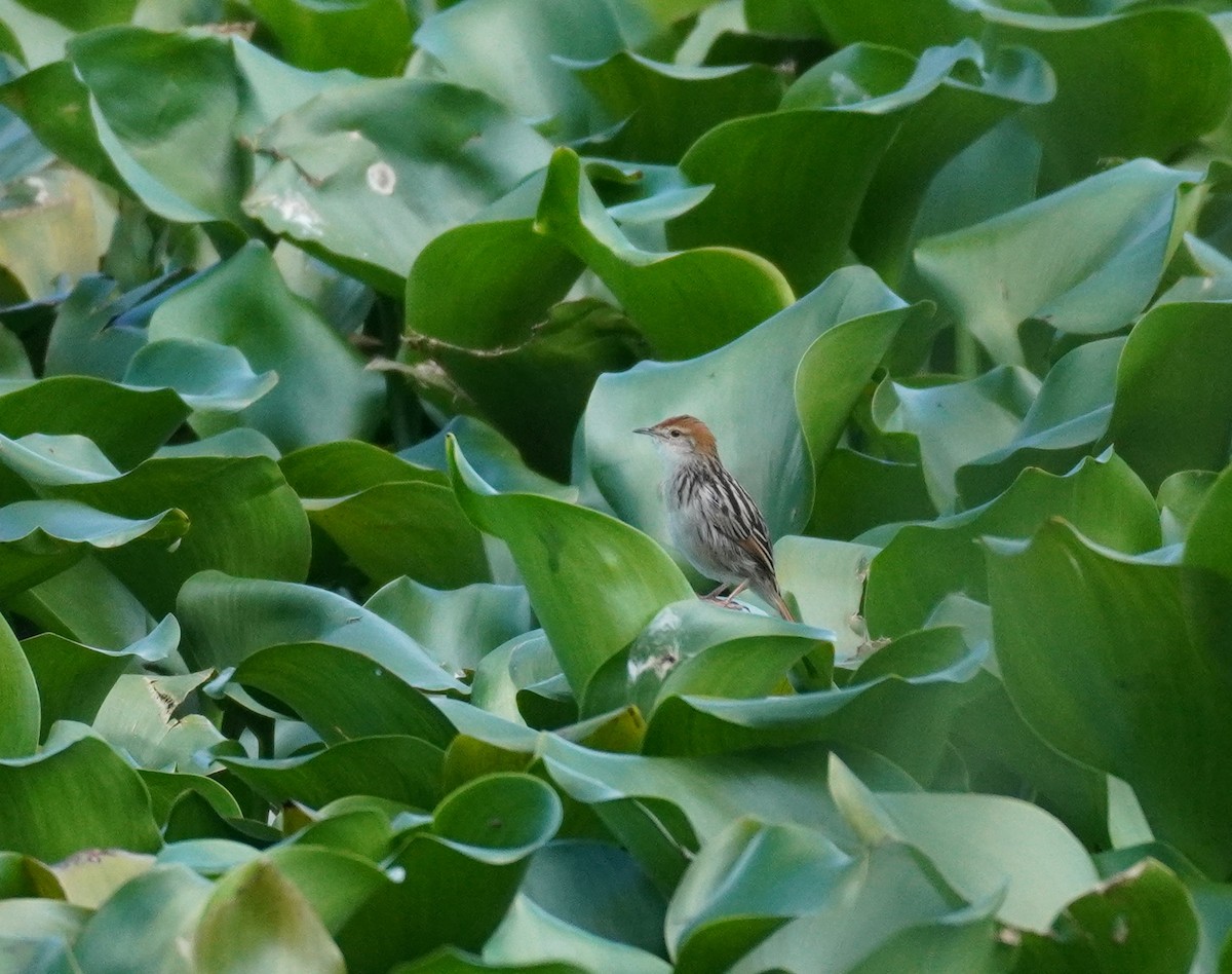 Levaillant's Cisticola - ML620873986