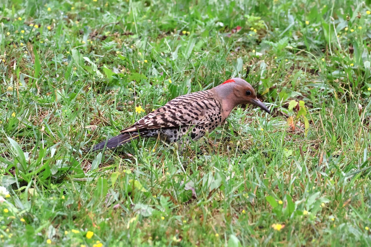 Northern Flicker - ML620873990