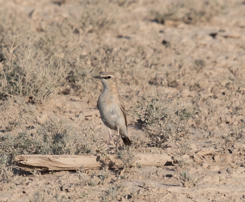 Isabelline Wheatear - ML620873994