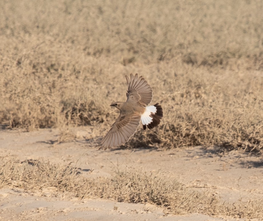 Isabelline Wheatear - ML620873995