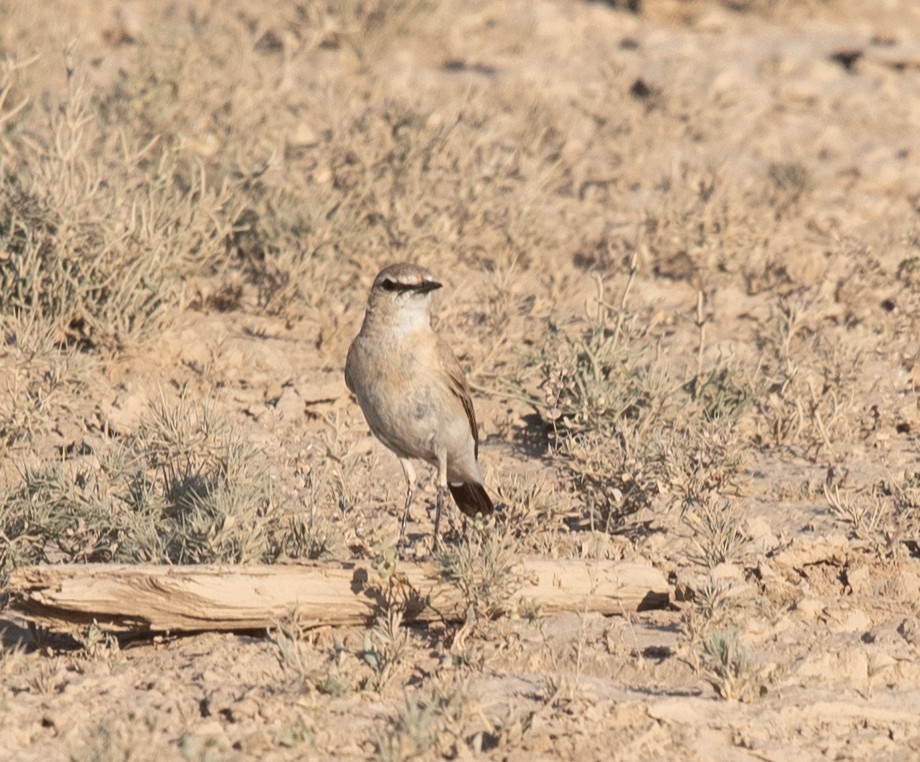 Isabelline Wheatear - ML620873996