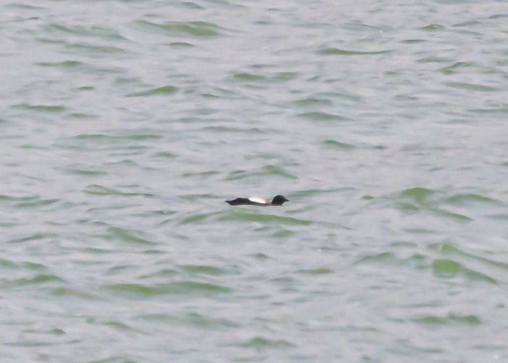 Black Guillemot - ML620874002