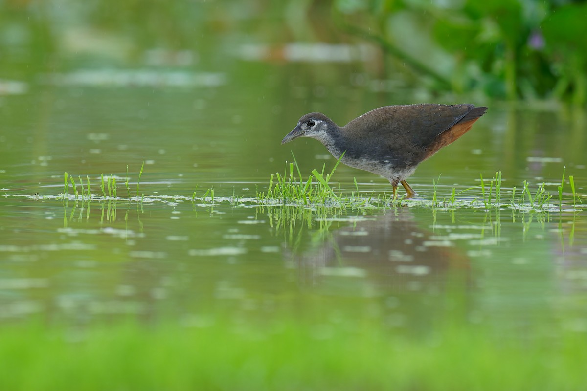 White-breasted Waterhen - ML620874013